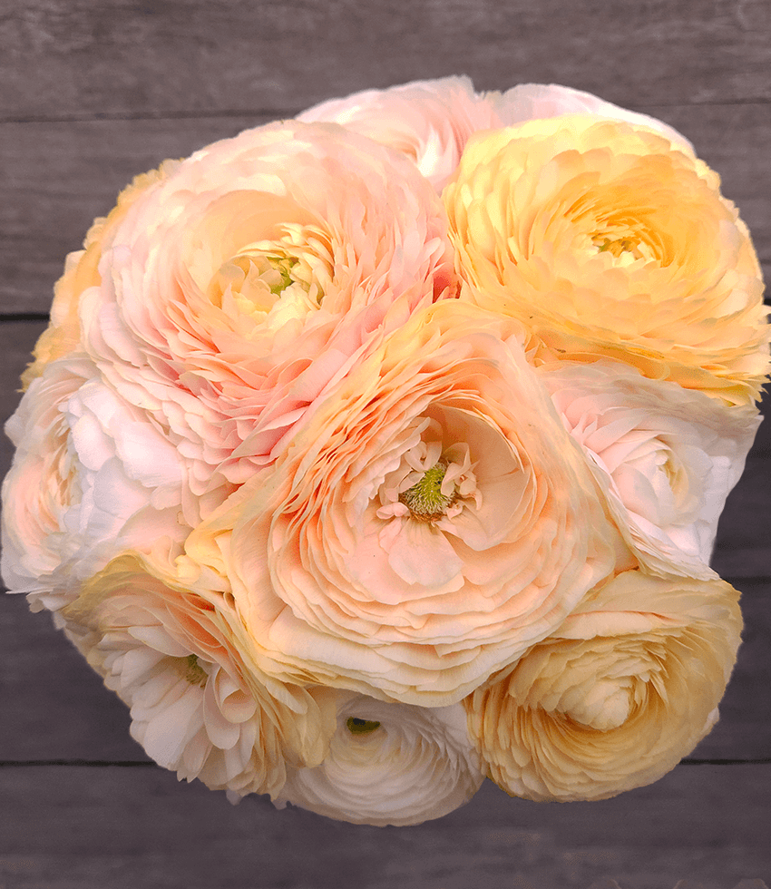 RANUNCULUS Bagged Bulbs (15/Bag), Half Clone Wedding Pastel, Persian Buttercup