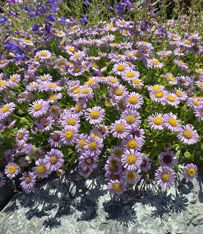 Erigeron  glaucus, Cape Sebastian, Seaside Daisy, Beach Aster