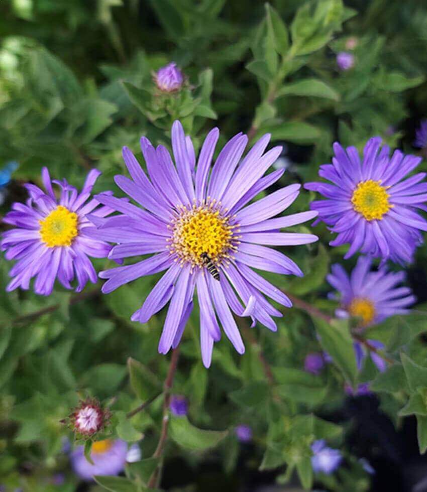 Aster x frikartii, Monch, Michaelmas Daisy