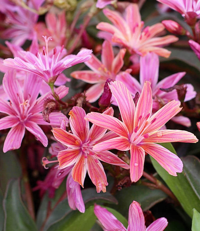 Lewisia longipetala, Little Plum, Long-Petaled Lewisia, Truckee Lewisia
