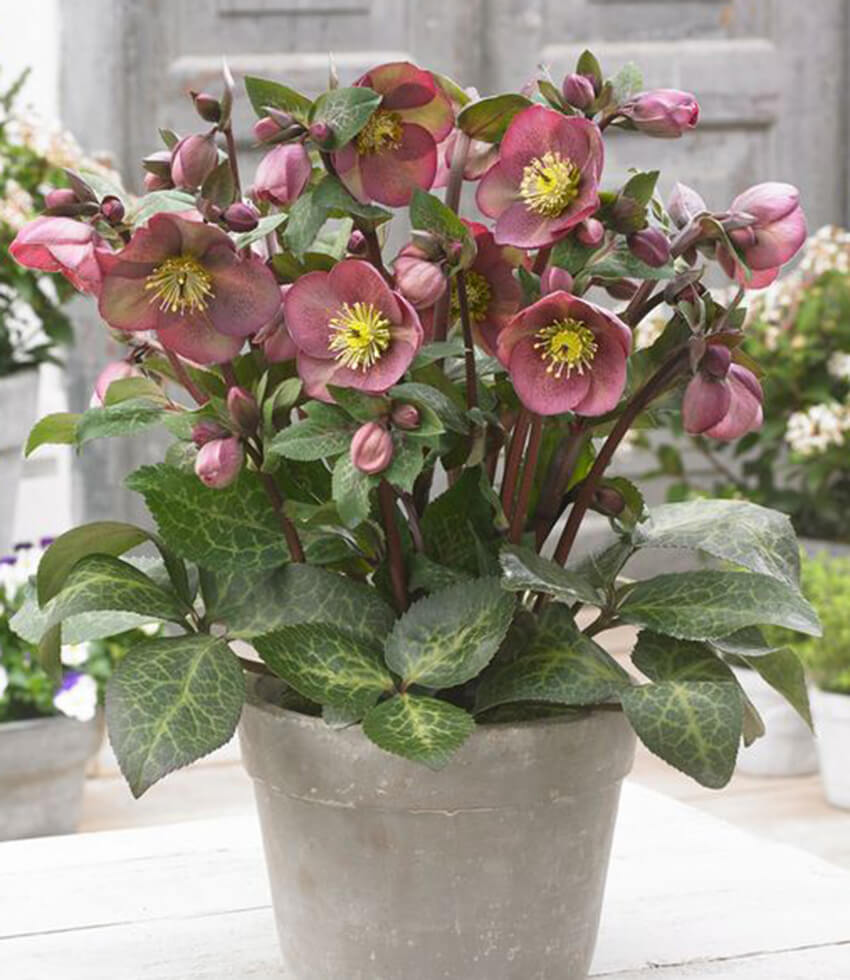Helleborus  Frostkiss , Pippa's Purple