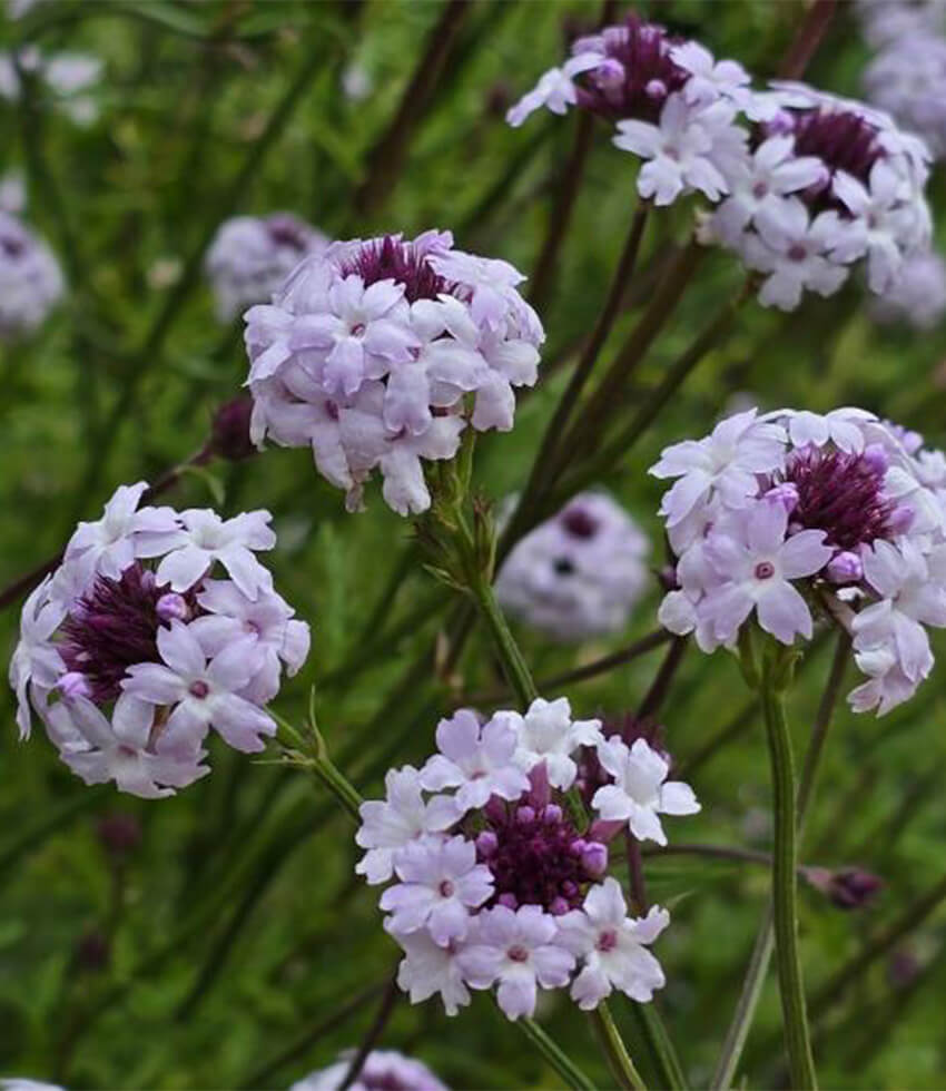 Verbena lilacina , Paseo Rancho, Pink Cedros Island Verbena