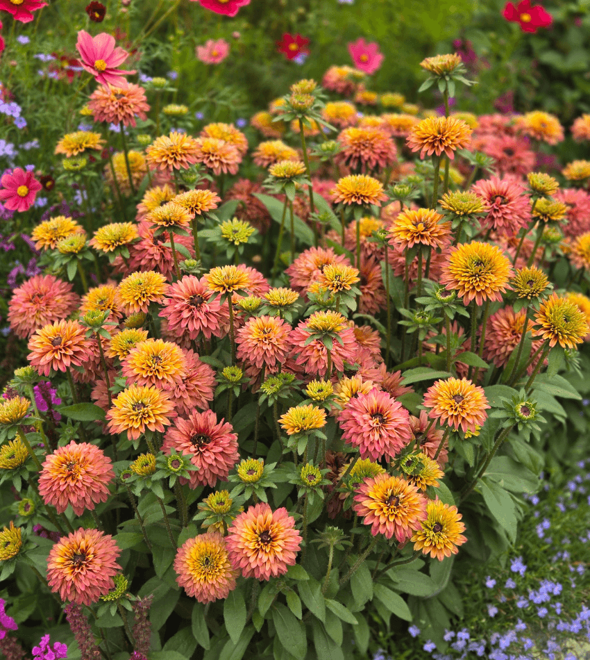 Echibeckia, Summerina Glow Sugar Shake, Rudbeckia-Echinacea Hybrid