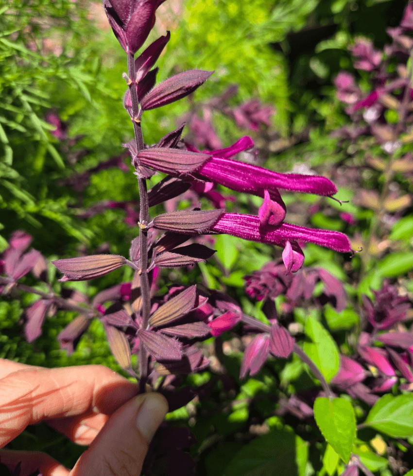 Salvia, Love and Wishes, Sage