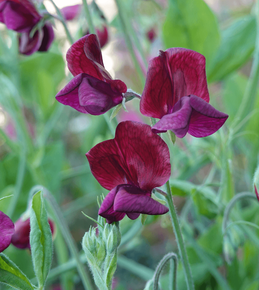Lathyrus odoratus 'Beaujolais', Beaujolais, Sweet Pea