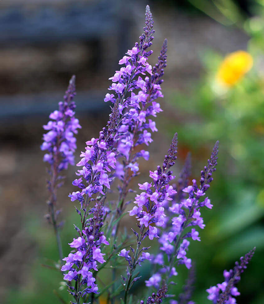 Linaria purpurea, Toadflax