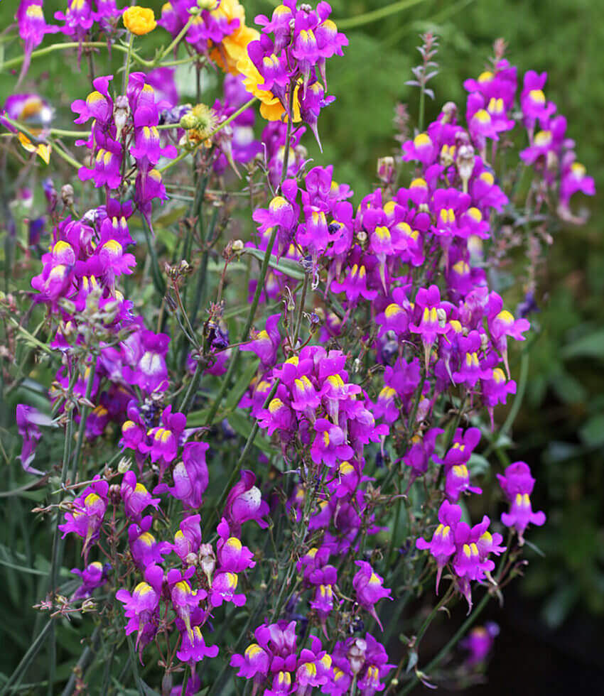 Linaria triornithophora, Three Birds Flying