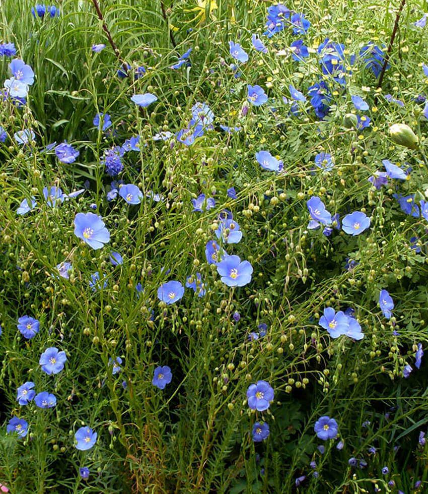 Linum lewisii, Blue Flax, Prairie Flax, Lewis Flax