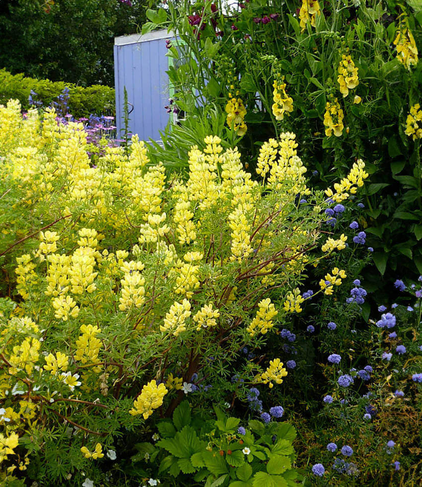 Lupinus arboreus, Yellow Coastal Bush Lupine