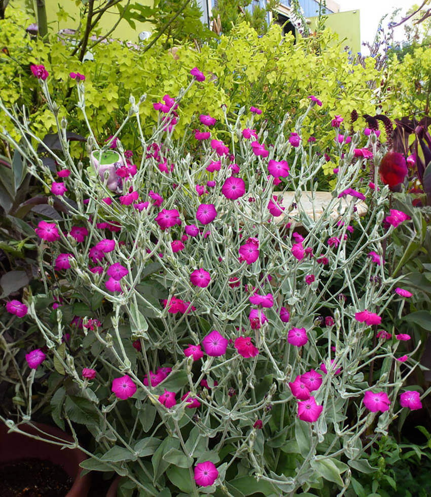 Lychnis coronaria, Rose Campion