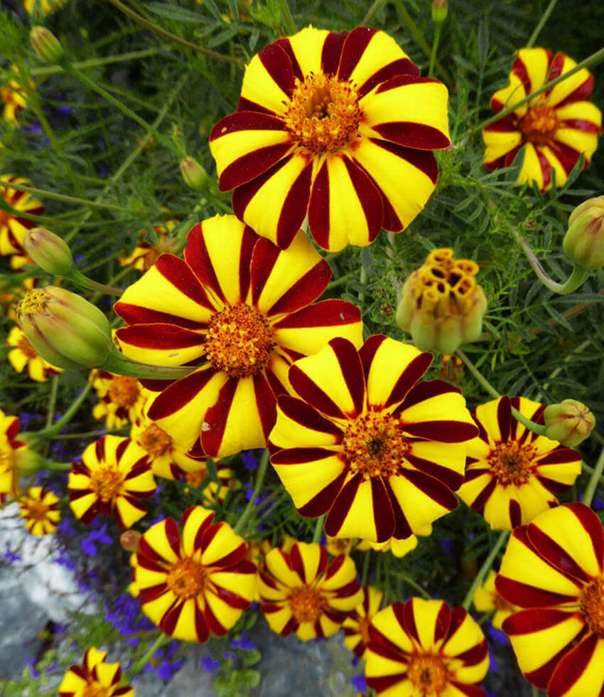 Marigold, Harlequin