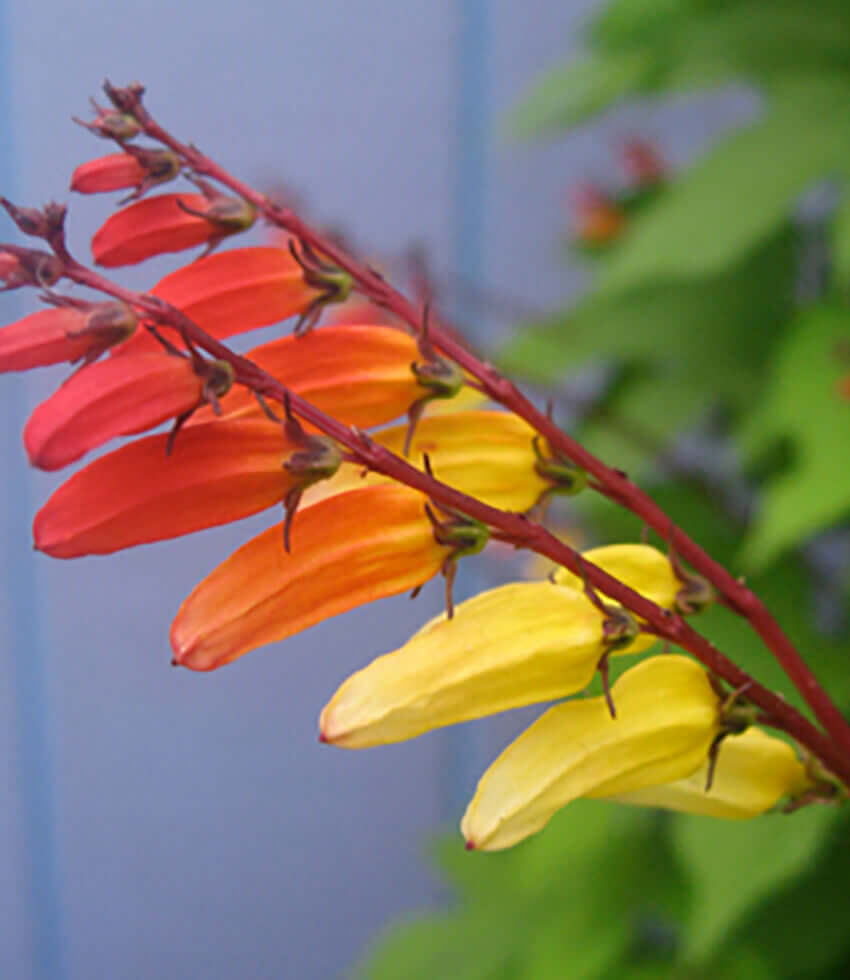 Mina lobata, Firecracker Vine, Exotic Love Vine, Spanish Flag