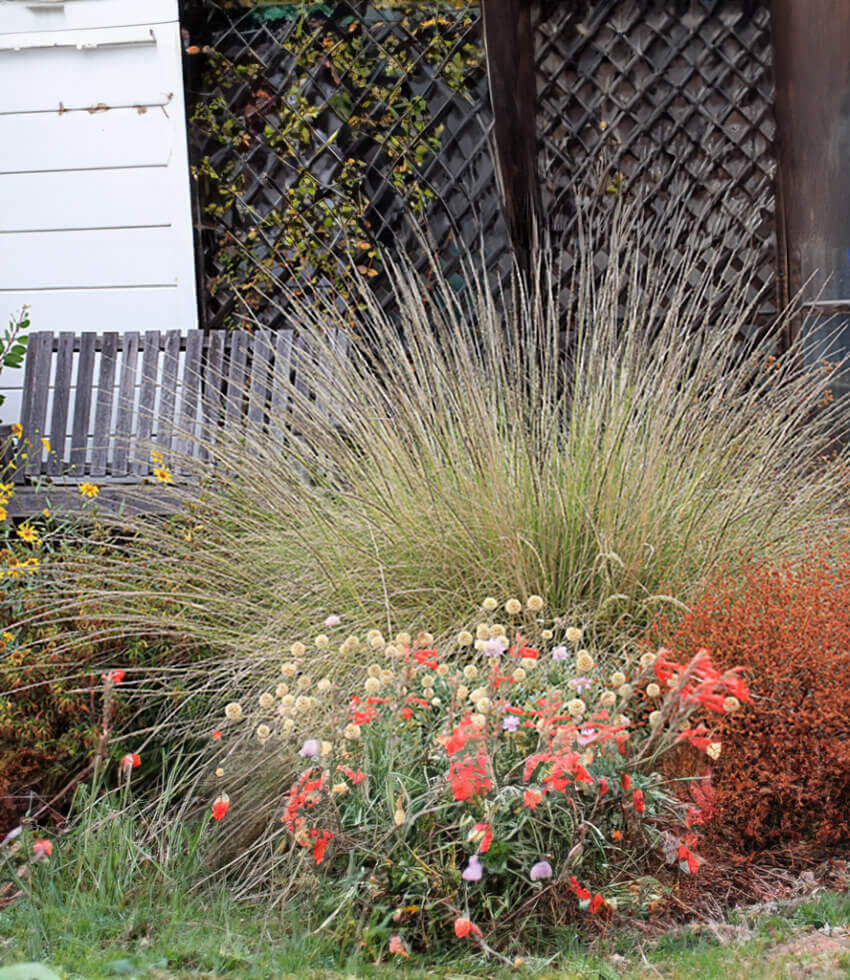Muhlenbergia rigens, Deer Grass