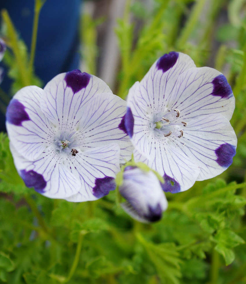 Nemophila maculata, Baby Five Spot