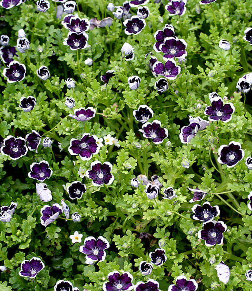 Nemophila menziesii, Penny Black