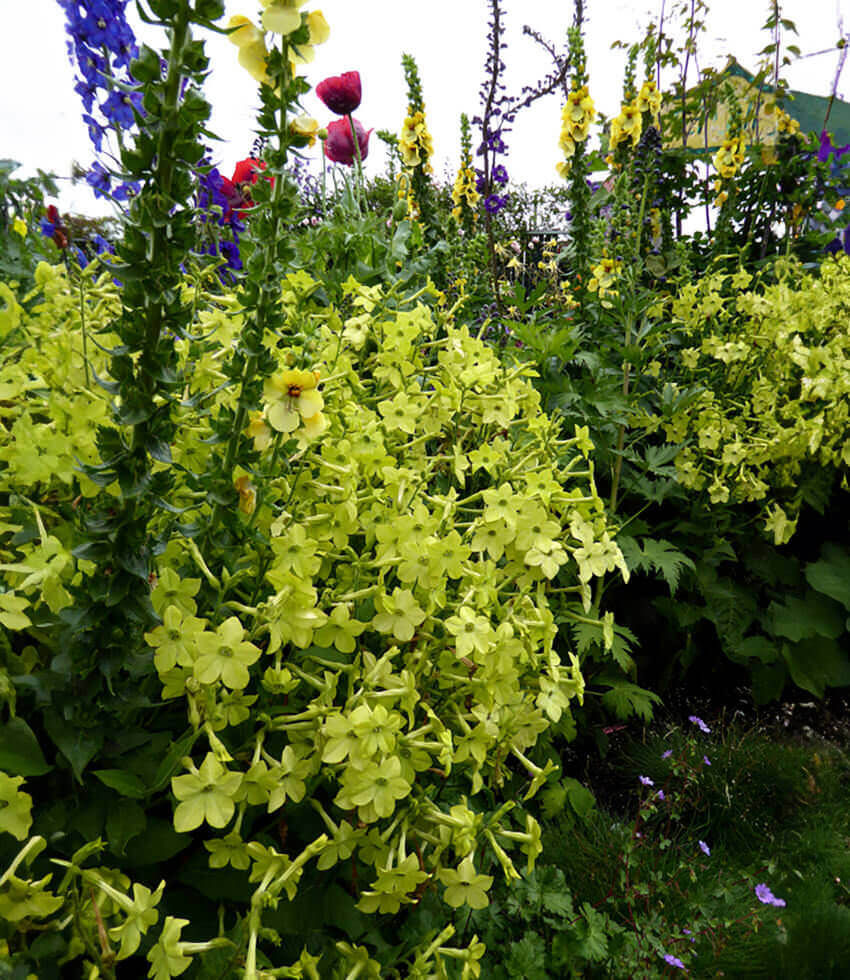 Nicotiana alata, Lime Green, Sweet Tobacco, Winged Tobacco, Flowering Tobacco