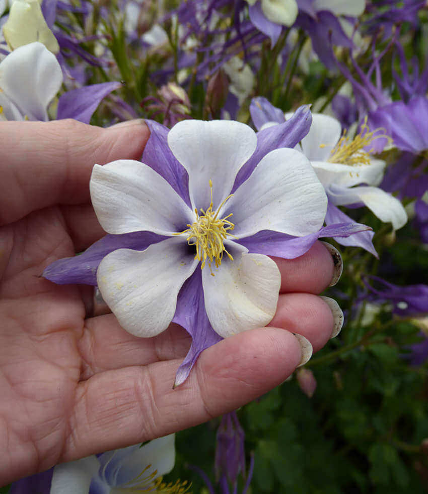 Aquilegia caerulea, Rocky Mountain Columbine