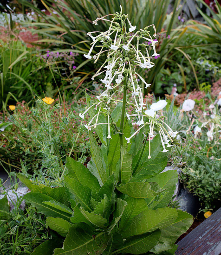 Nicotiana sylvestris, Only the Lonely, Flowering Tobacco, South American Tobacco