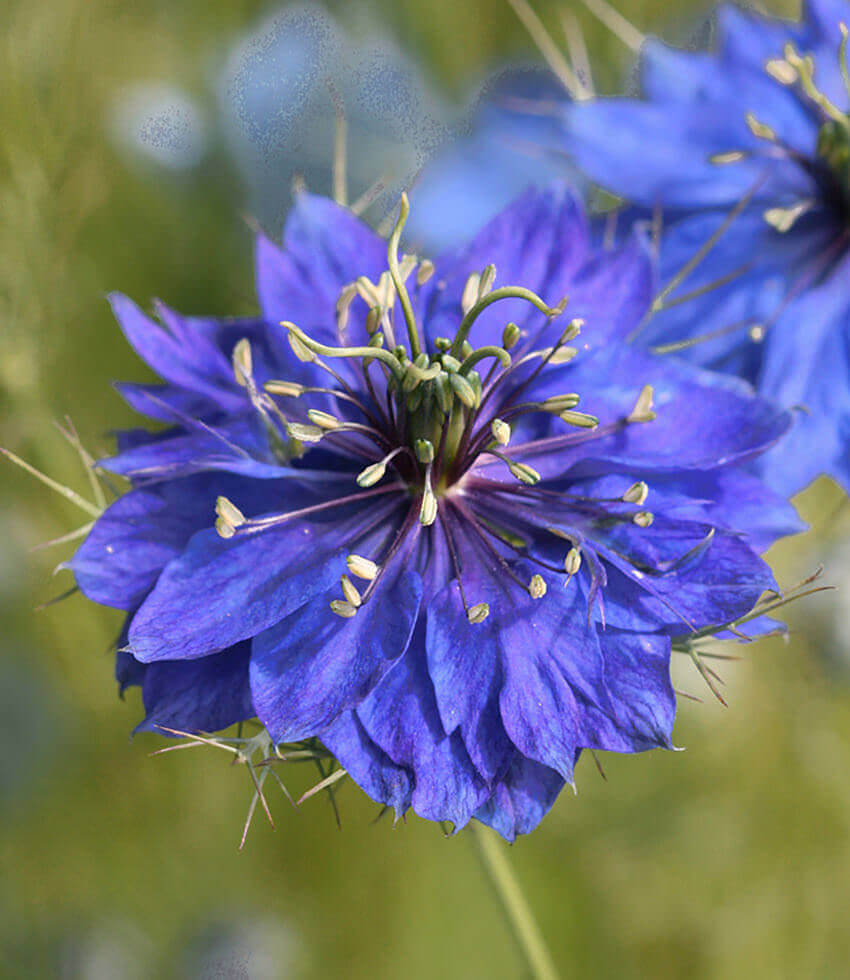 Nigella damascena, Miss Jekyll Dark Blue, Love-in-a-Mist, Devil In The Bush