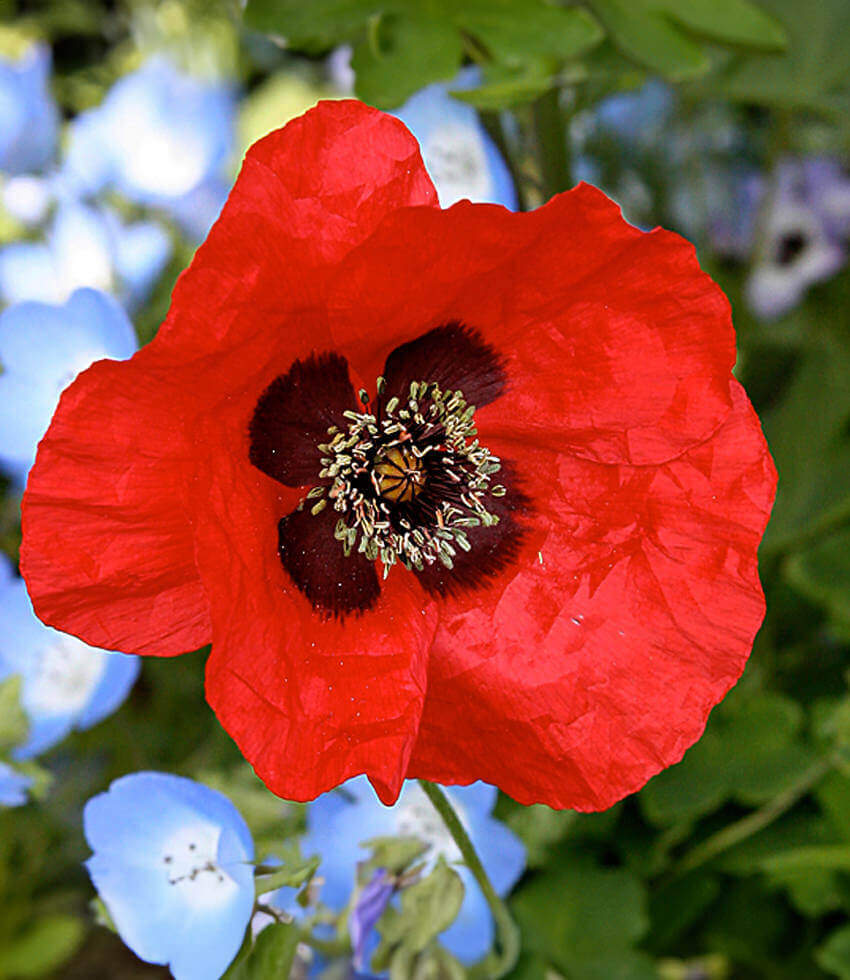 Papaver species, Greek Poppy