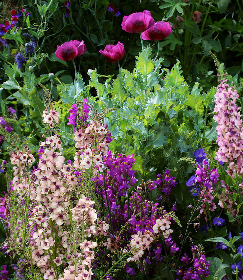 Papaver hybridum, Lauren's Grape, Poppy