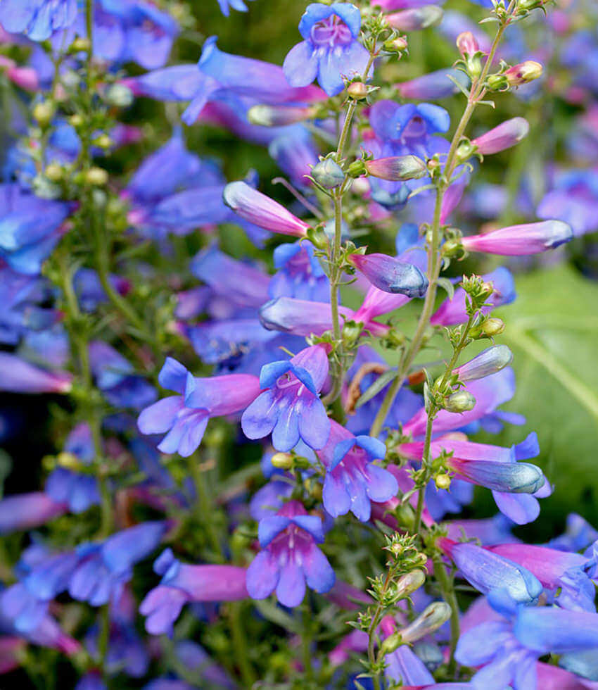 Penstemon heterophyllus, Blue Springs, Foothill Penstemon, Beardtongue