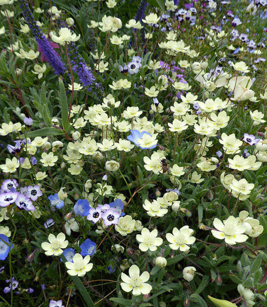 Platystemon californicus, Creamcups