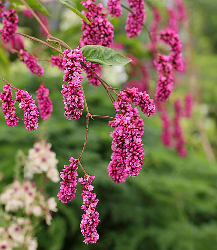 Polygonum orientale, Kiss-Me-Over-The-Garden-Gate, Princess-Feather