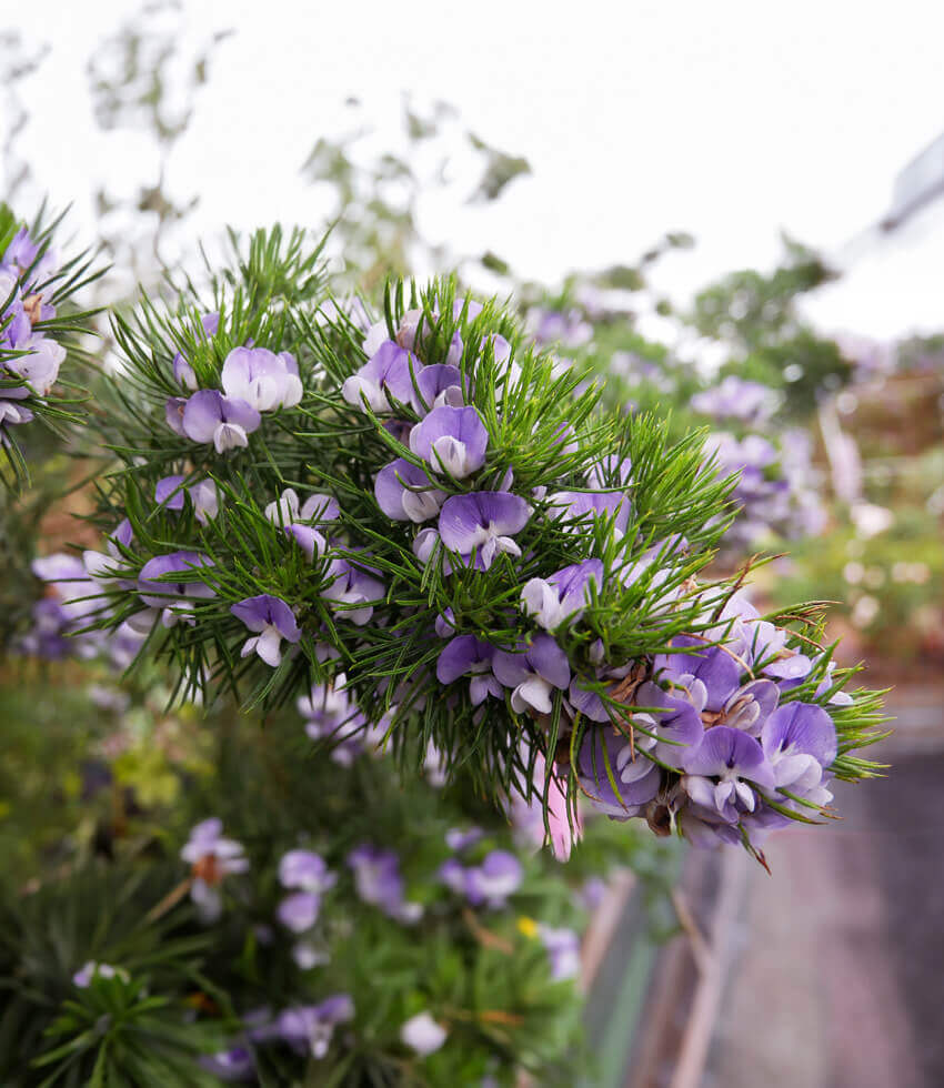 Psoralea pinnata, Kool-Aid Bush, Scurf Pea, Fountain Bush