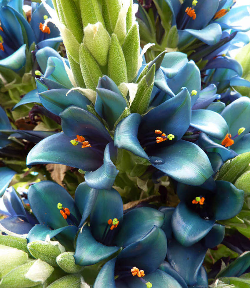 Puya berteroniana, Turquoise Puya
