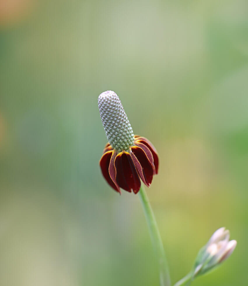 Ratibida columnifera var. pulcherrima, Mexican Hat, Upright Prairie Coneflower, Thimbleflower