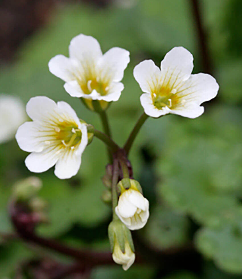 Romanzoffia californica, California Mist Maiden
