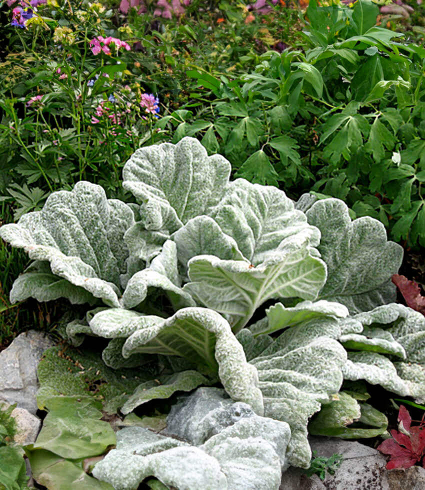 Salvia argentea, Silver Sage, Silver Clary