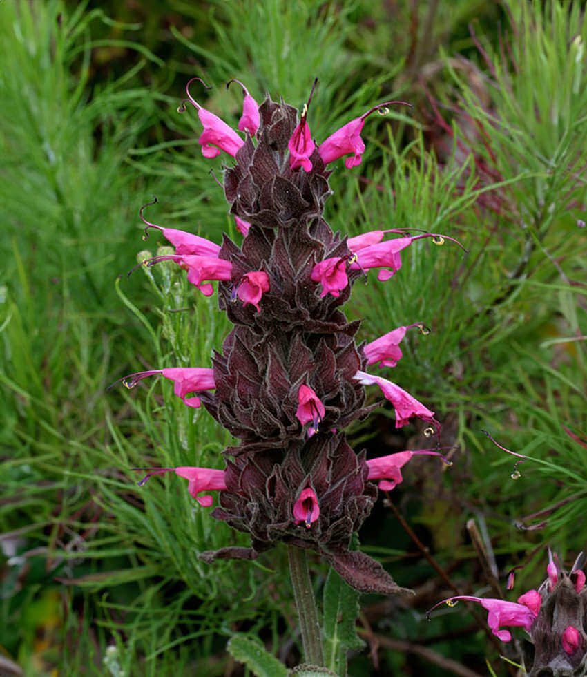 Salvia spathacea, Hummingbird Sage, Pitcher Sage
