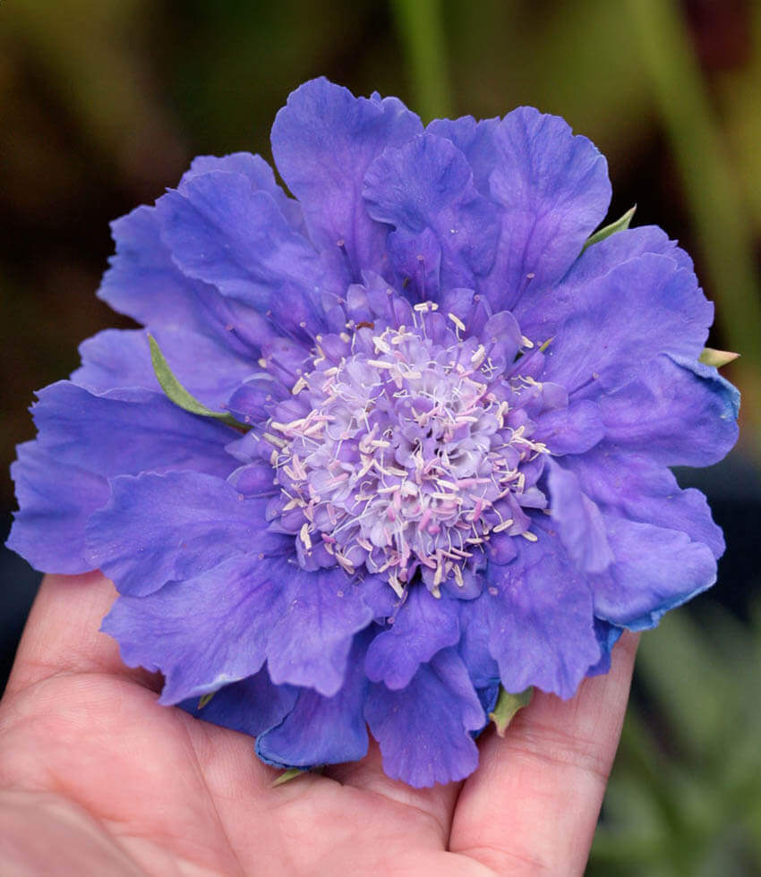 Scabiosa caucasica, Fama Blue, Pincushion Flower, Caucasian Pincushion Flower