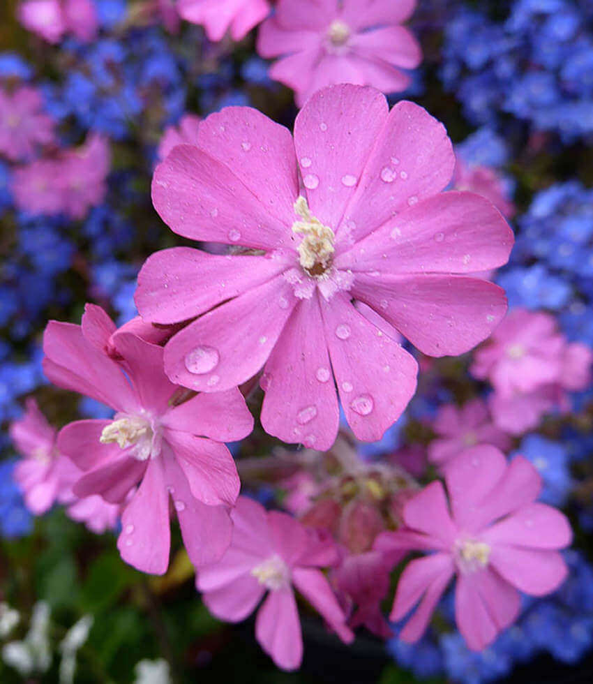 Silene dioica
