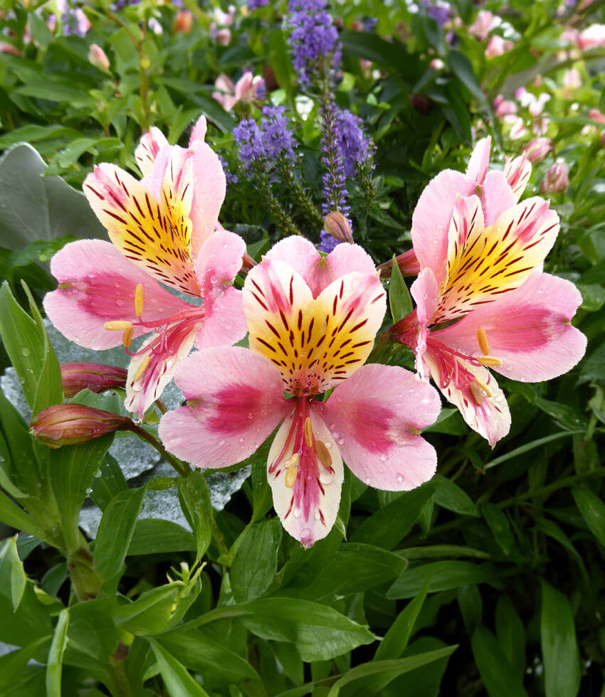 Alstroemeria plants for sale discount