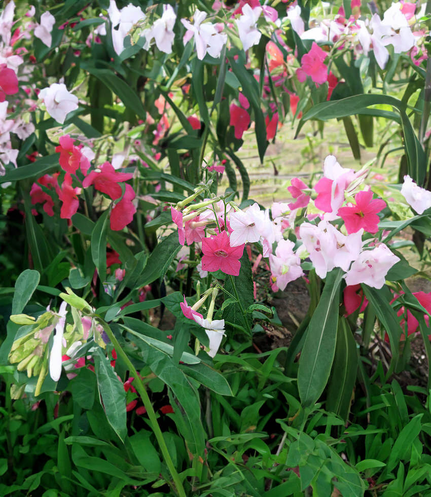 Nicotiana alata x mutabilis Buy Online at Annies Annuals