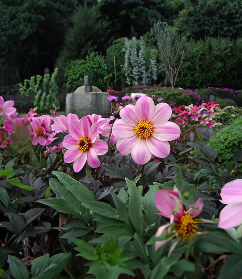 Dahlia, Mystic Dreamer - Buy Online at Annies Annuals
