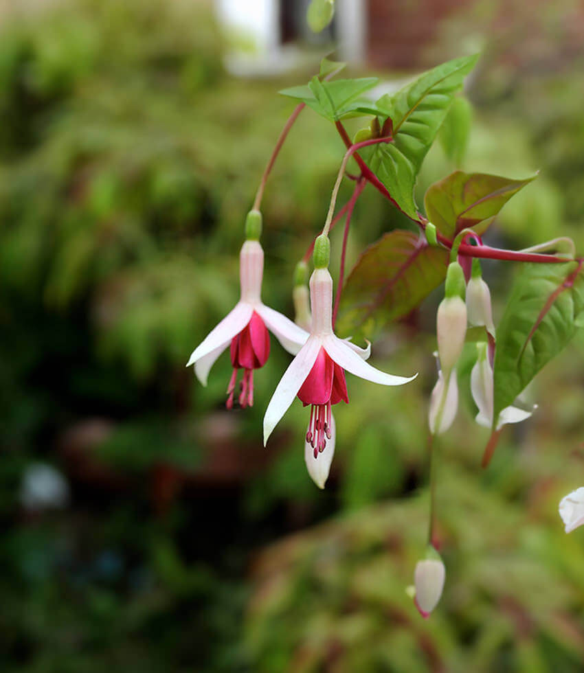 Fuchsia, Galfrey Lye - Buy Online at Annies Annuals
