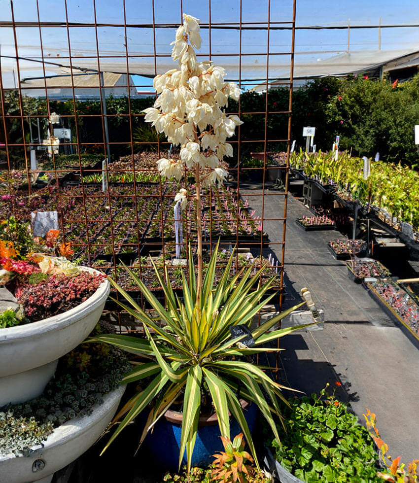 現物「ユッカ・カラーガード」９号　Yucca filamentosa 現物「ユッカ・カラーガード」9号 Yucca filamentosa 現物「ユッカ