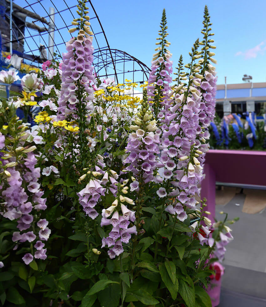 Digitalis purpurea, Camelot Lavender, Foxglove Annies Annuals