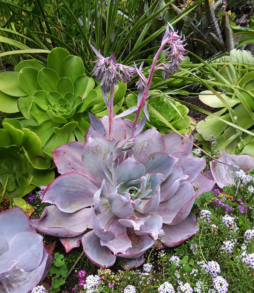 Echeveria, Afterglow - Buy Online at Annies Annuals, image size:850x980