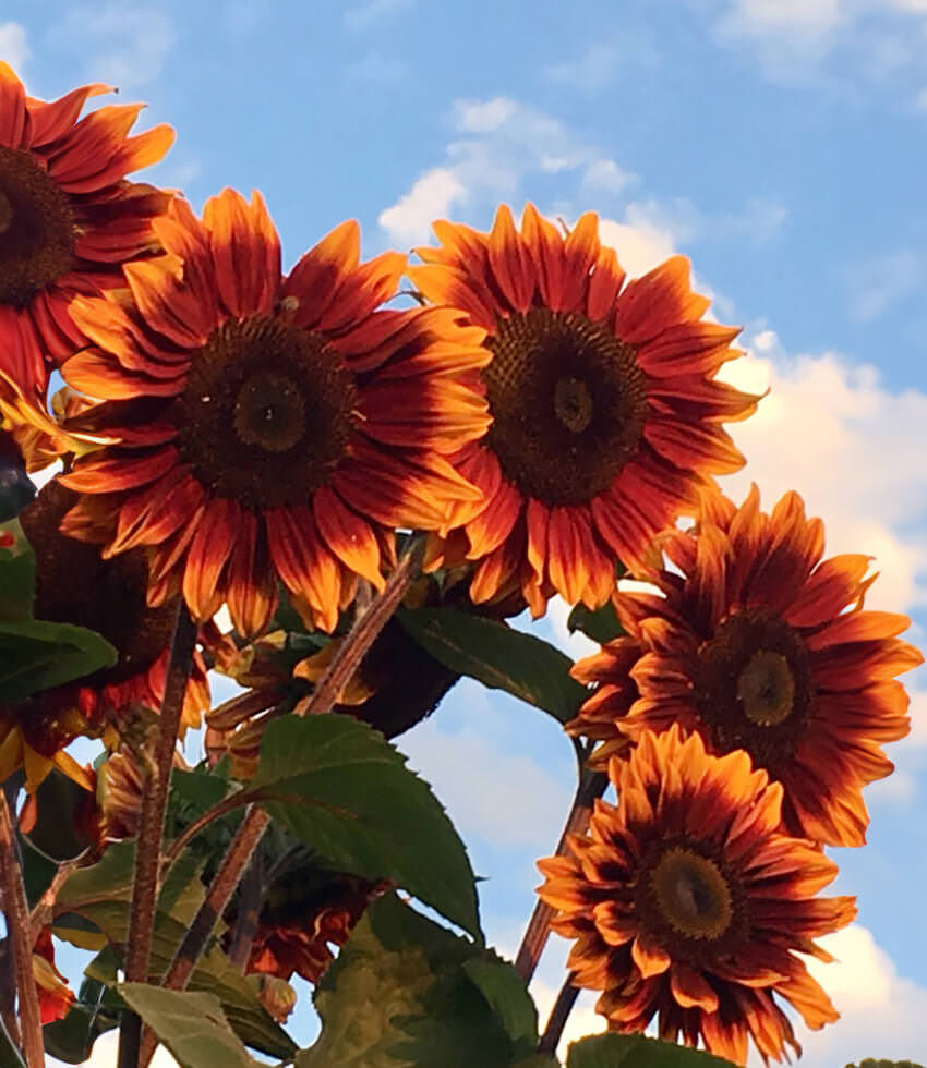 Sunflower, Shock-o-Lat - Buy Online at Annies Annuals