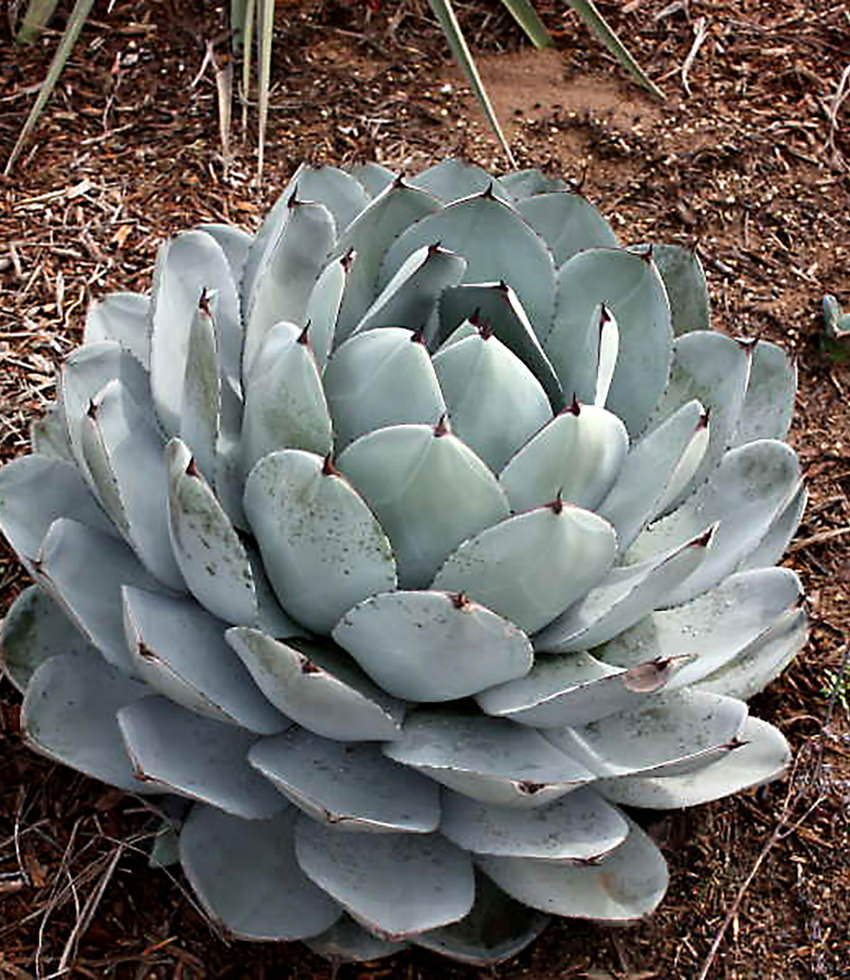Agave parryi var. truncata, Artichoke Agave - Annies Annuals Agave parryi var. truncata, Artichoke Agave - Annies Annuals