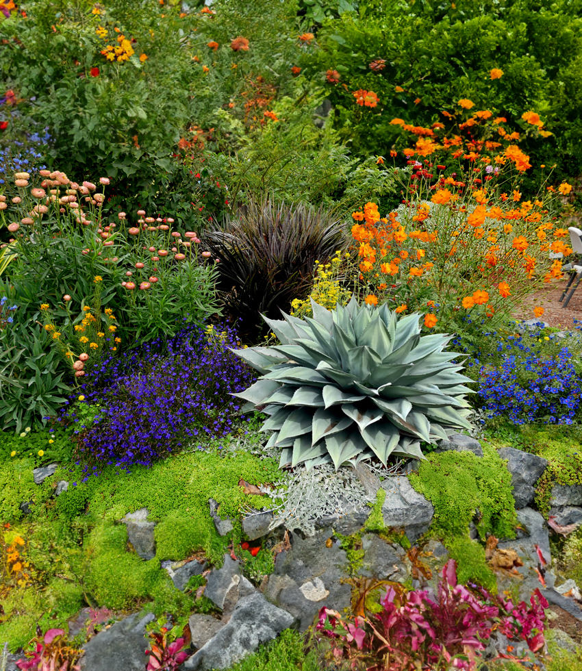 Agave ovatifolia, Vanzie - Buy Online at Annies Annuals