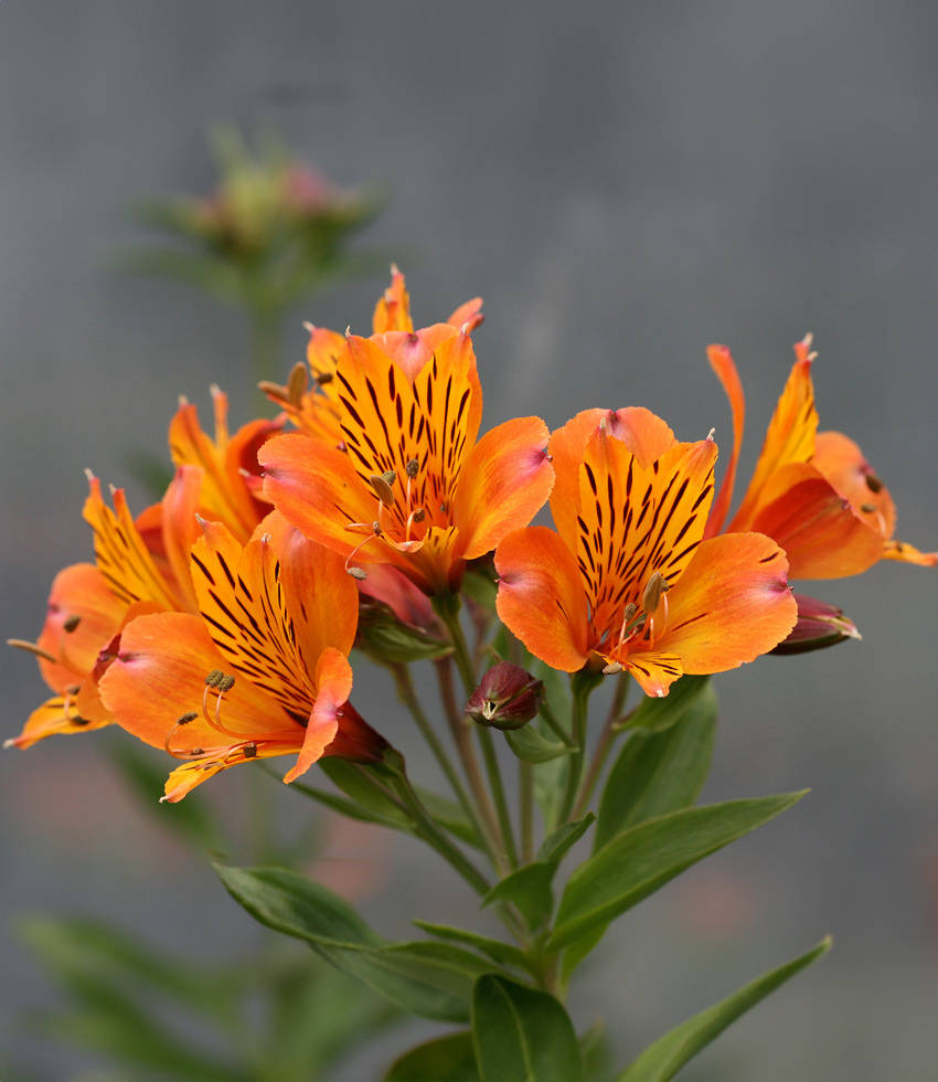 Alstroemeria, The Third Harmonic - Buy Online at Annies Annuals
