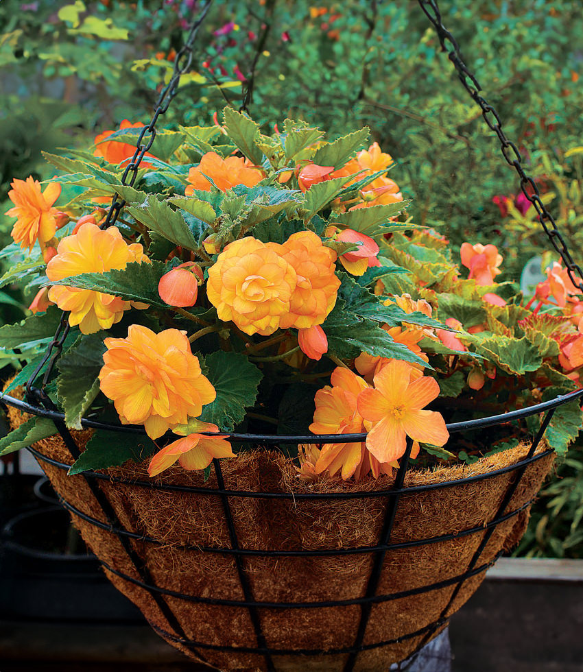 海外限定スパイク販売 Begonia x tuberhybrida pendula, Illumination Apricot バッグ
