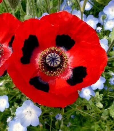 'Ladybird'