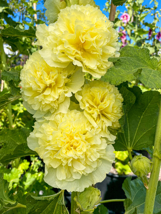 Hollyhock (Alcea rosea) 'Banana'